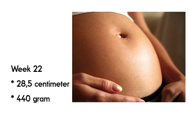 22 weken zwanger afmeting en gewicht