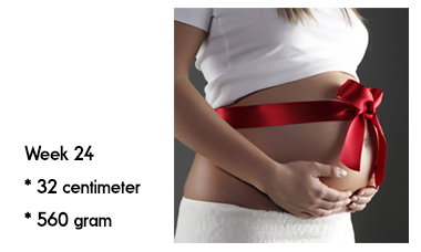 24 weken zwanger afmeting en gewicht